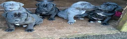 Cane Corso dogs for sale: Cane Corso Puppies | Elite Bloodline | 86kg Sire - Advert 10