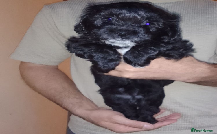 Shihpoo dogs - Advert 3