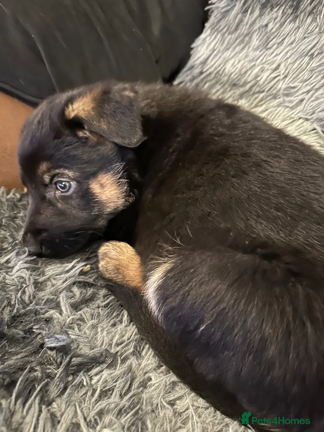 German Shepherd dogs for sale: German shepherds puppies  in Shefford - Advert 10