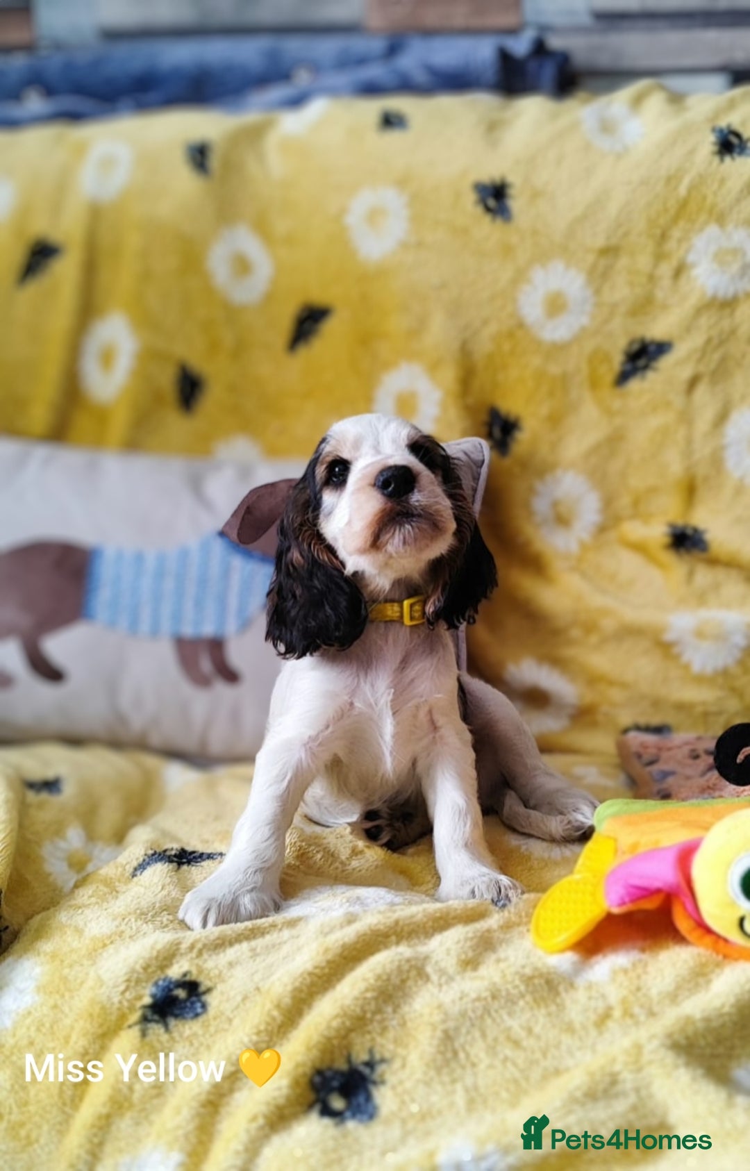 Cocker Spaniel dogs for sale: KC English Show Type Cocker Spaniel Puppies  - Image 2
