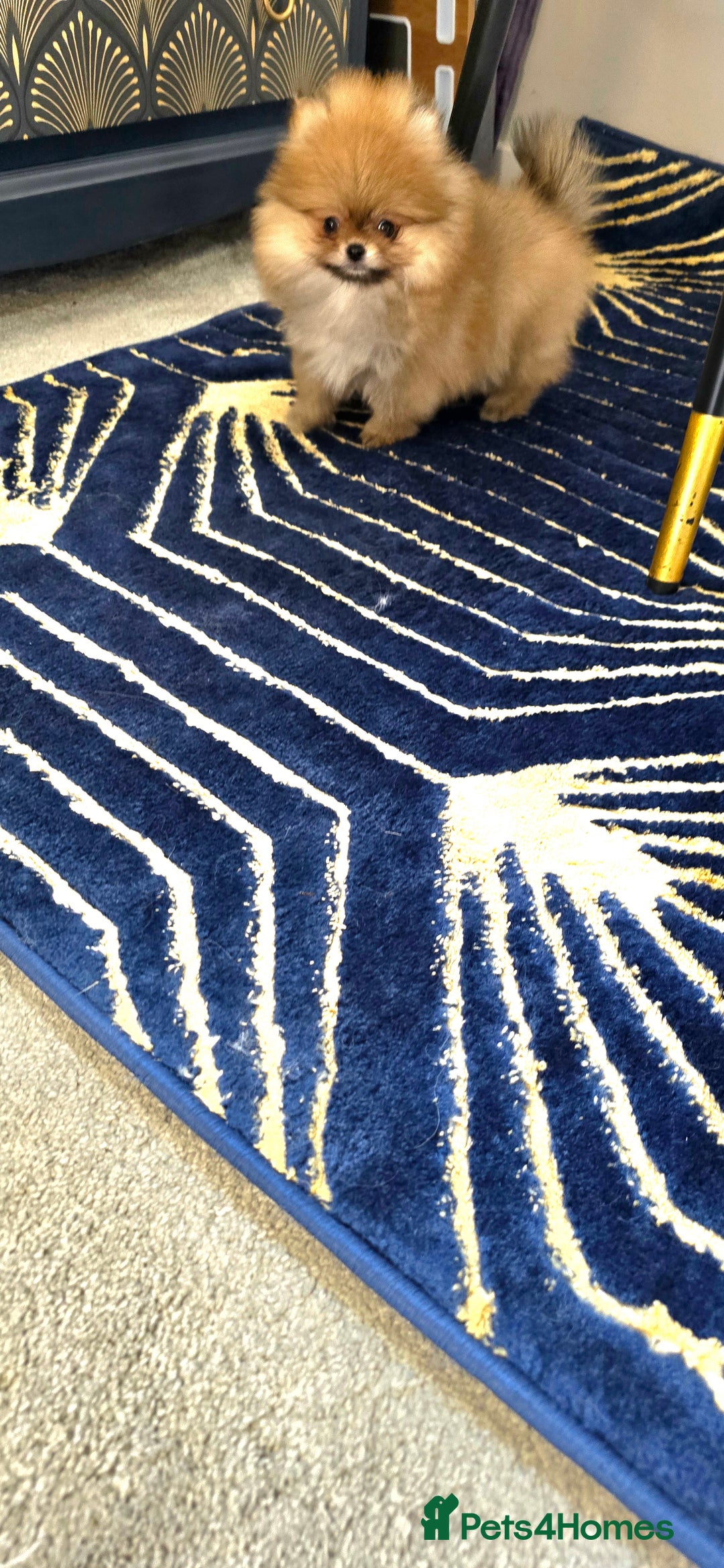 Pomeranian dogs for sale: 3 boys left 🤍 40+🏆lines💙 - Advert 10