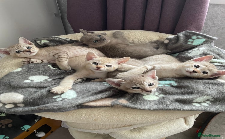 Tonkinese cats - Advert 1