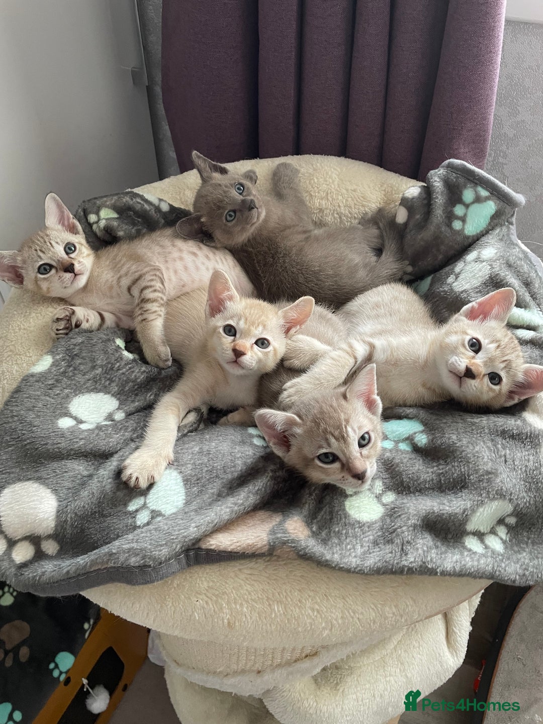 Tonkinese cats for sale: GCCF Registered Tonkinese Kittens - Image 1