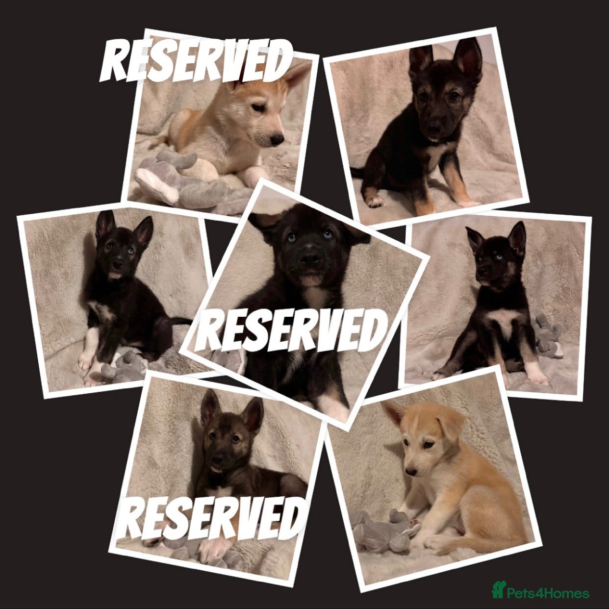 Shepsky dogs Outstanding Family-Raised Puppies - Advert 1