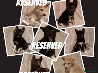 Shepsky dogs Outstanding Family-Raised Puppies - Advert 4