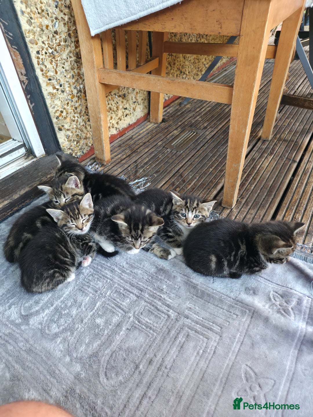 Mixed Breed cats for sale: Cute Kittens for sale (ASAP) - Image 10