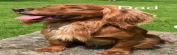 Cocker Spaniel dogs for sale: Stunning KC Cocker Spaniel Puppies - Advert 23