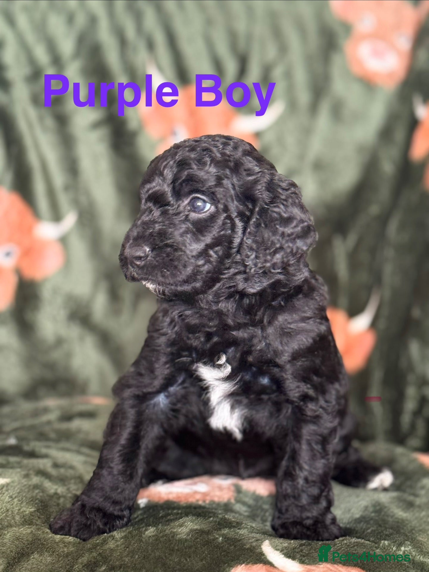 Goldendoodle dogs Beautiful Goldendoodle puppies - Advert 5