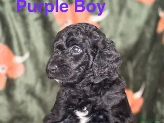 Goldendoodle dogs Beautiful Goldendoodle puppies - Advert 5