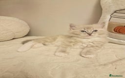 Ragdoll cats for sale: Mink ragdoll babies  - Image 8