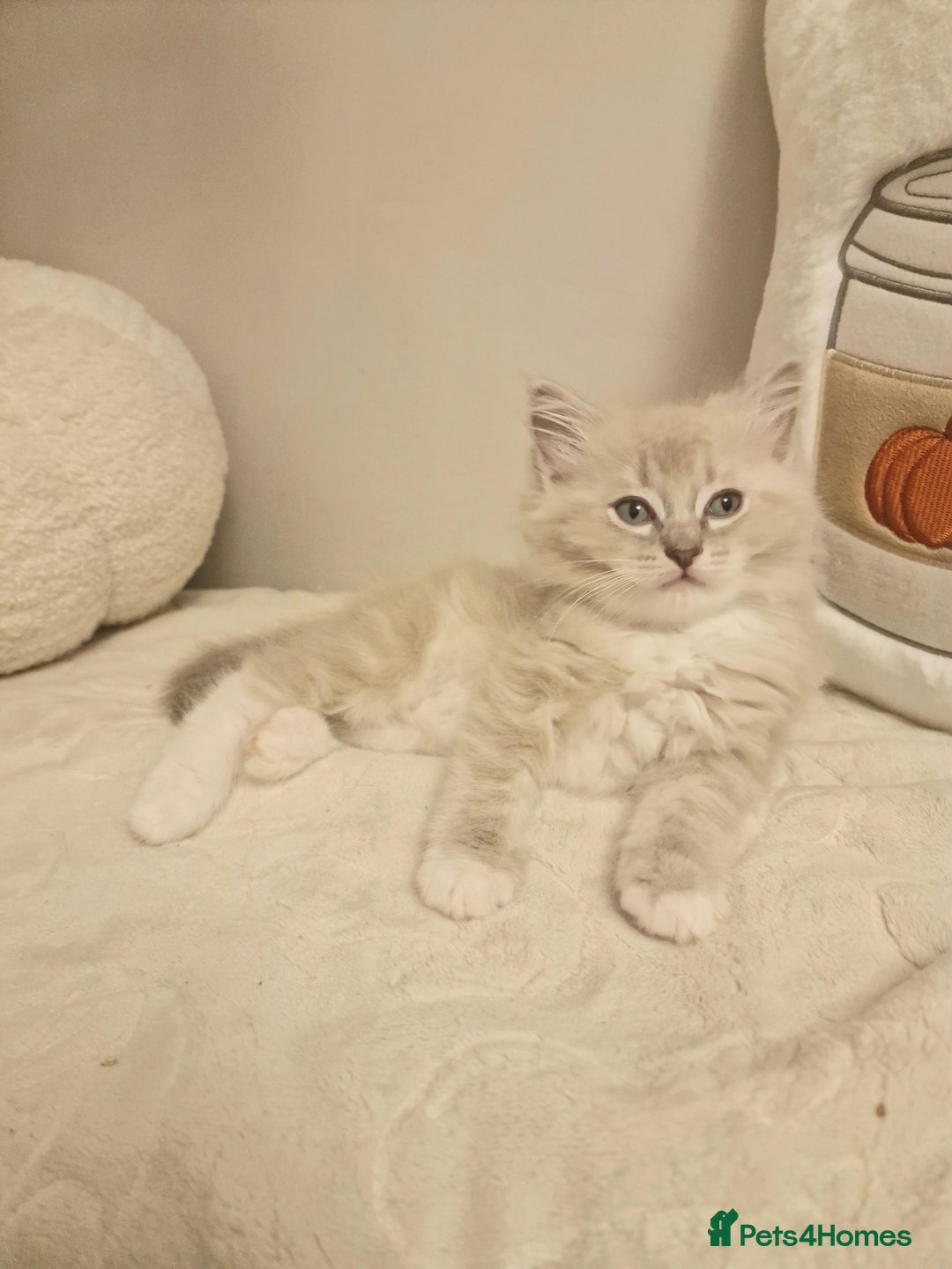 Ragdoll cats for sale: Mink ragdoll babies  - Image 8