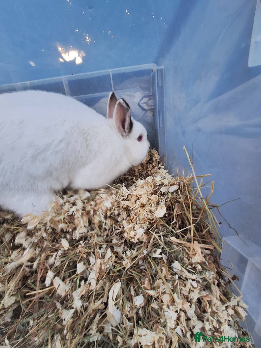 Netherland Dwarf rabbits for sale: 4 Netherland dwarf buck rabbits for sale £40 each  - Advert 2
