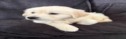 Golden Retriever dogs for sale: Buddy the golden  in Manchester - Advert 4