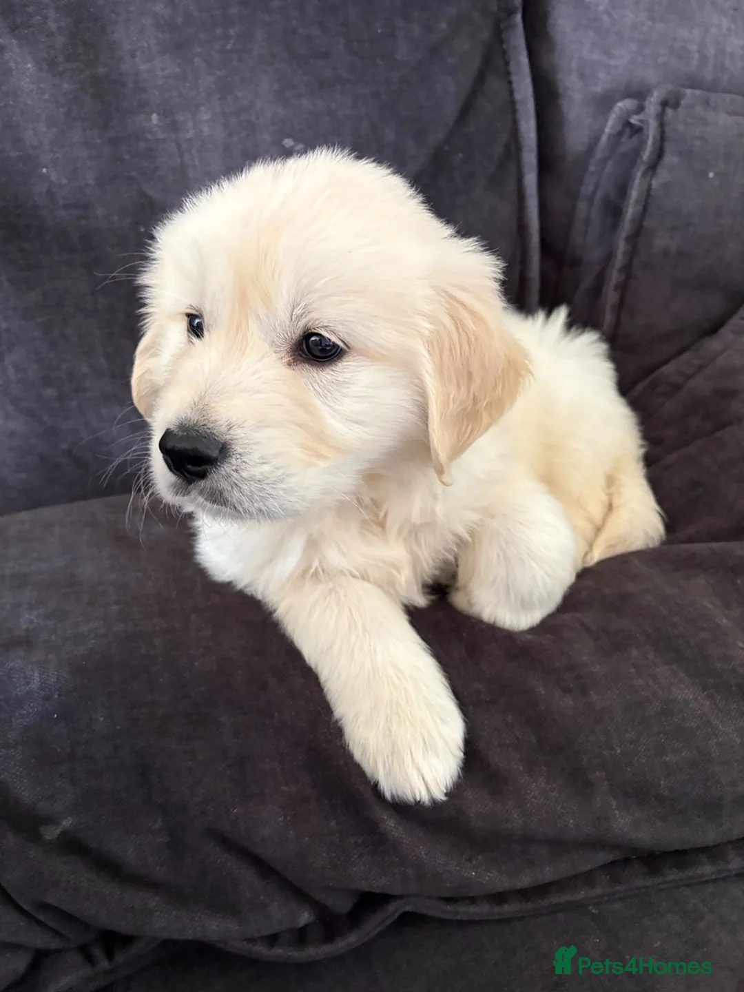 Golden Retriever dogs for sale: Buddy the golden  in Manchester - Advert 4