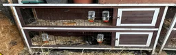 Netherland Dwarf rabbits for sale: 4 Netherland Dwarfs & 2 Double Cages  - Advert 7
