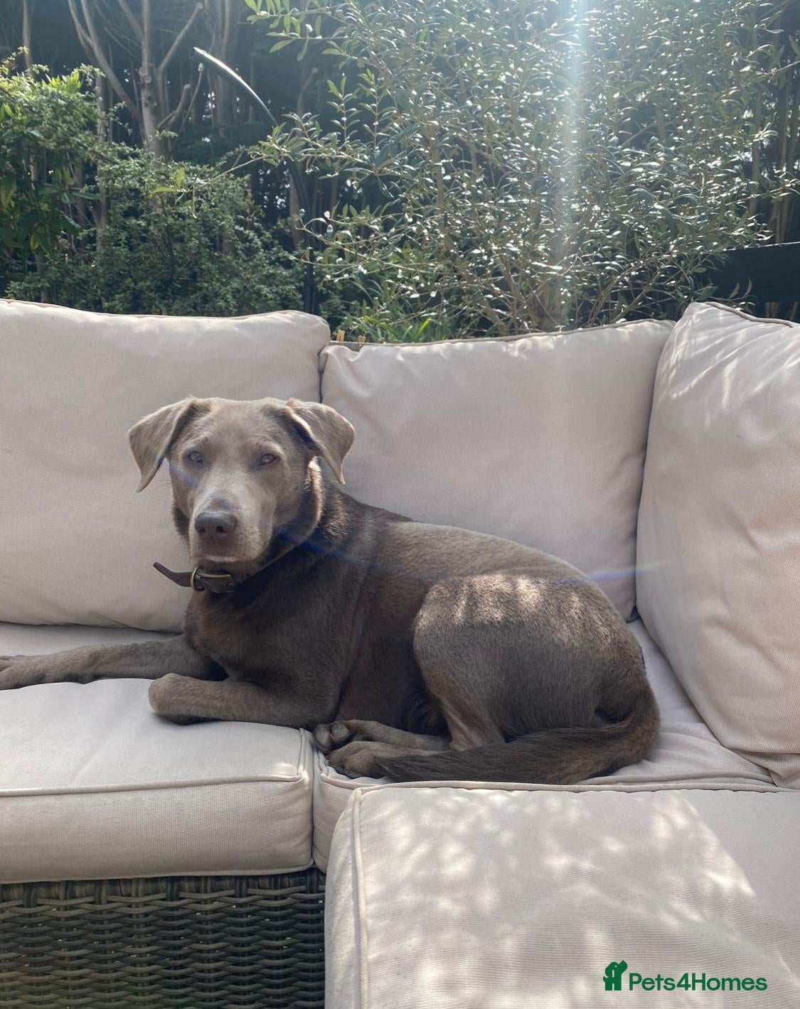 Labrador Retriever dogs Silver, Charcoal, Champagne Labrador Puppies  - Advert 17