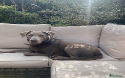 Labrador Retriever dogs for sale: Silver, Charcoal, Champagne Labrador Puppies  - Image 1