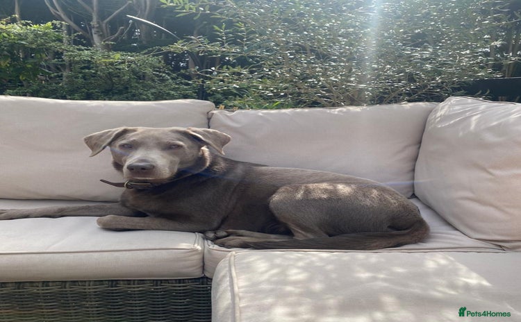 Labrador Retriever dogs - Advert 14