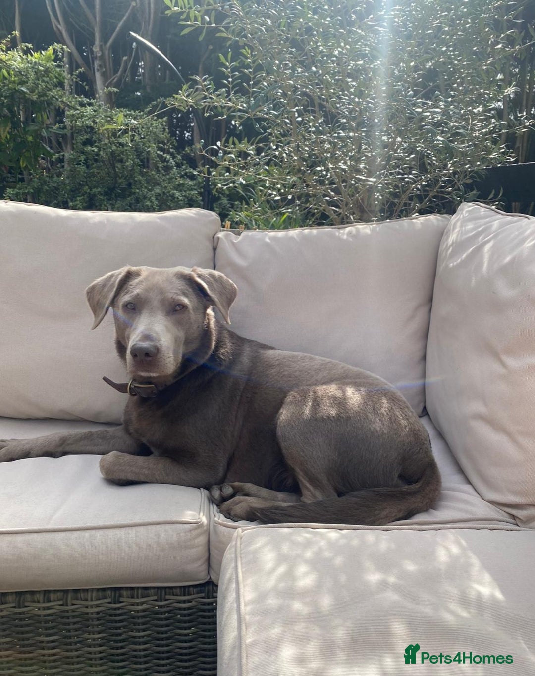 Labrador Retriever dogs for sale: Silver, Charcoal, Champagne Labrador Puppies  - Image 1