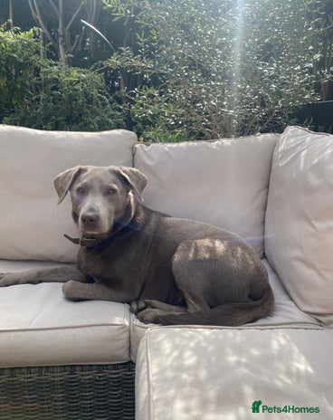 Labrador Retriever dogs - Advert 1