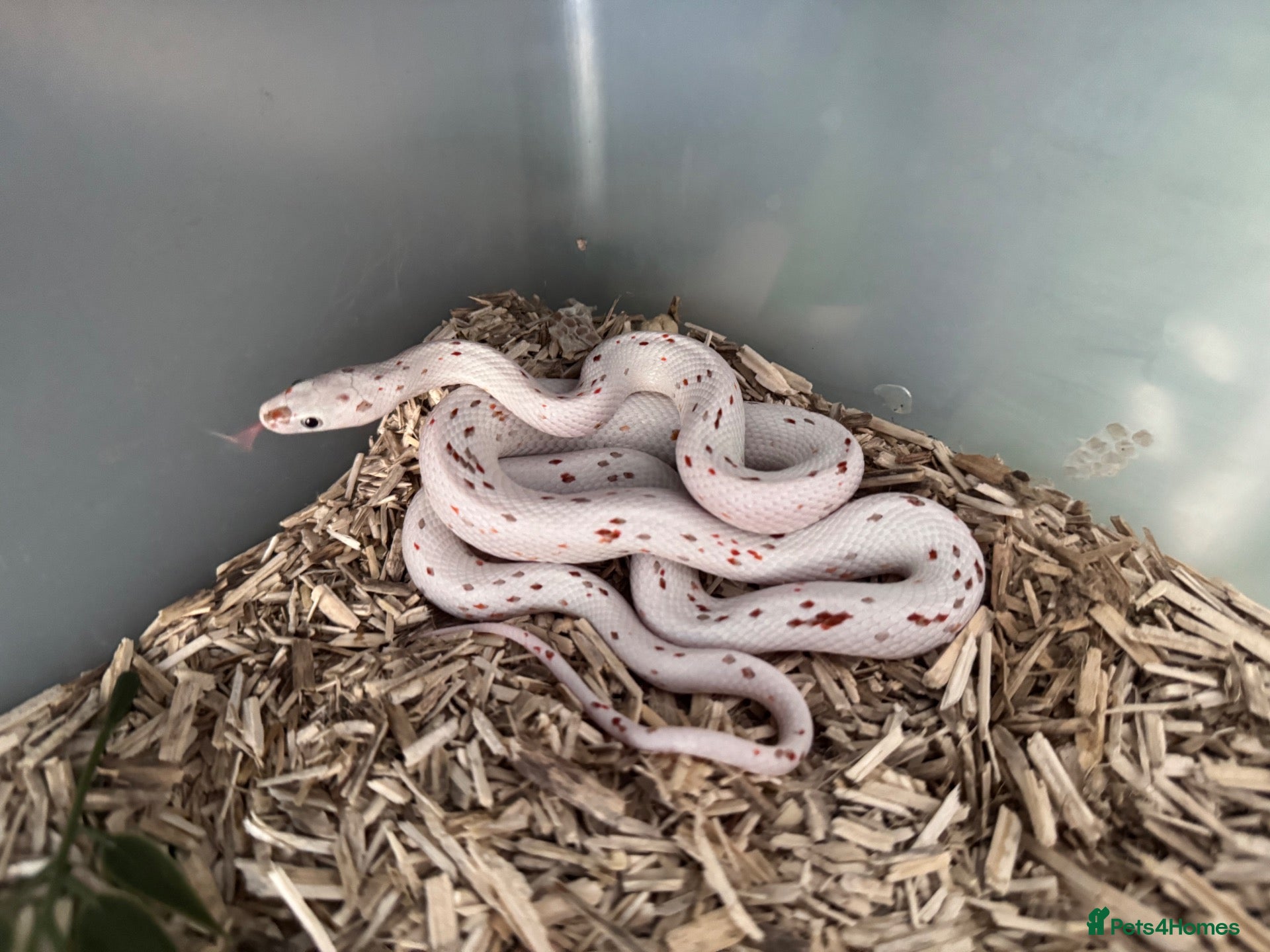 Corn Snake reptiles Stunning Palmetto Corn snake female - Advert 2