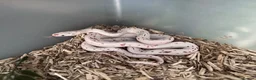 Corn Snake reptiles for sale: Stunning Palmetto Corn snake female - Advert 2