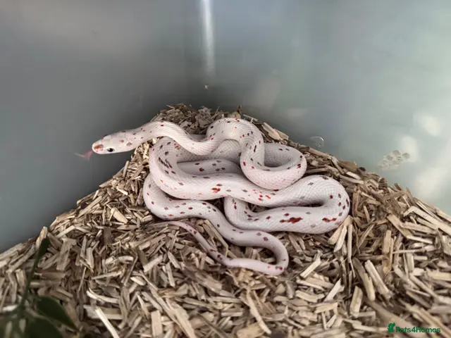 Corn Snake reptiles Stunning Palmetto Corn snake female - Advert 2