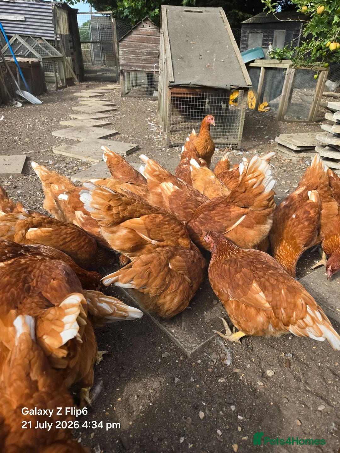 Chickens poultry for sale: point of lay pullets  - Advert 4