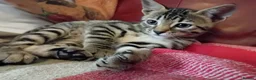 Bengal cats for sale: Bengal Kittens: Princess, Hunter & Friend - Advert 22