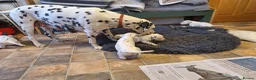 Dalmatian dogs for sale: Perdi's litter in Yeovil - Advert 13