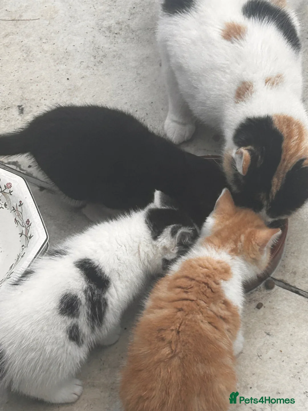 British Shorthair cats for sale: Four 10 weeks old Kittens  in Greenford - Advert 1