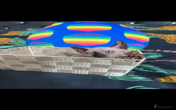 Sphynx cats for sale: Bald, bold elf blue eyes kittens  - Image 7