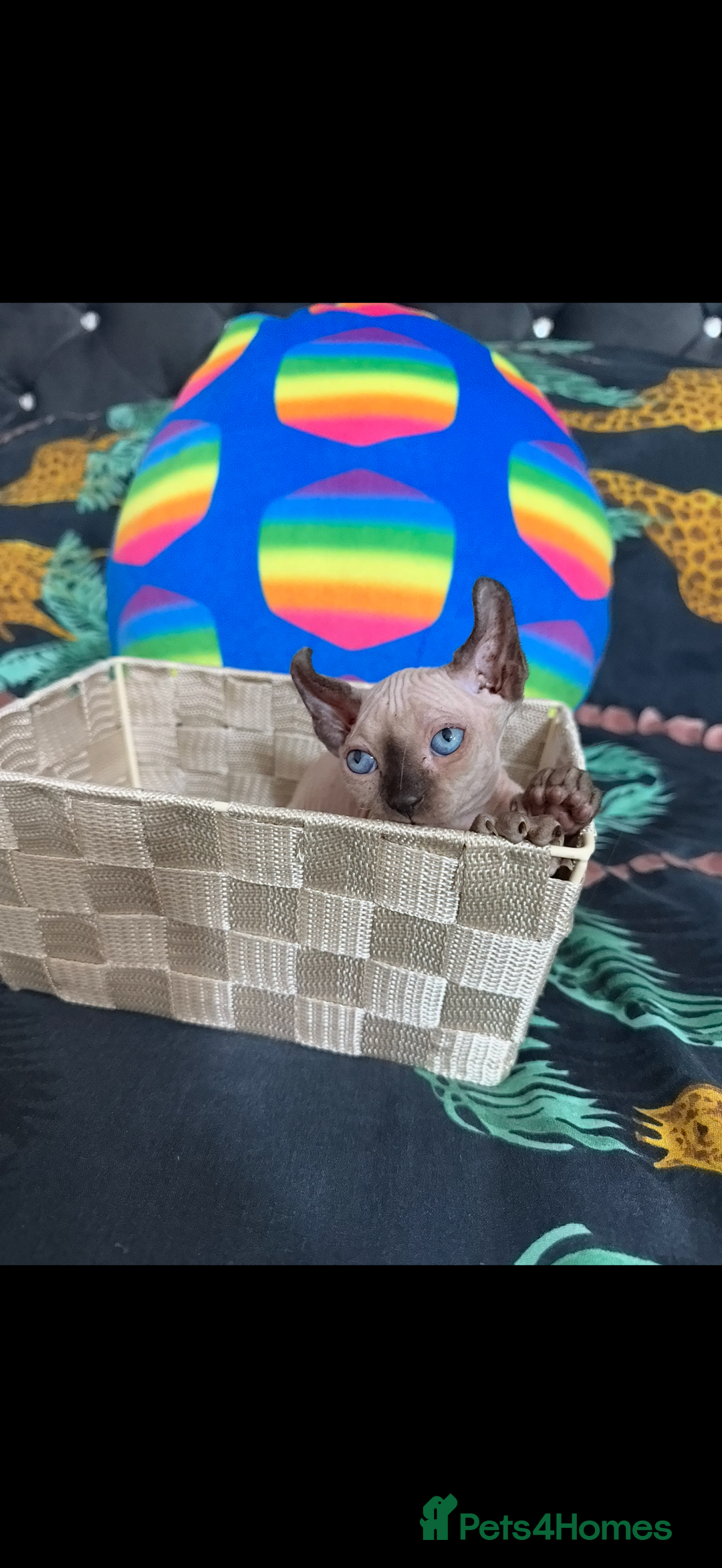 Sphynx cats for sale: Bald, bold elf blue eyes kittens  - Image 7