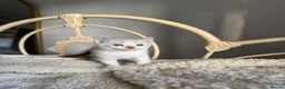 British Shorthair cats for sale: Beautiful litter or British shorthair x kittens   - Advert 8