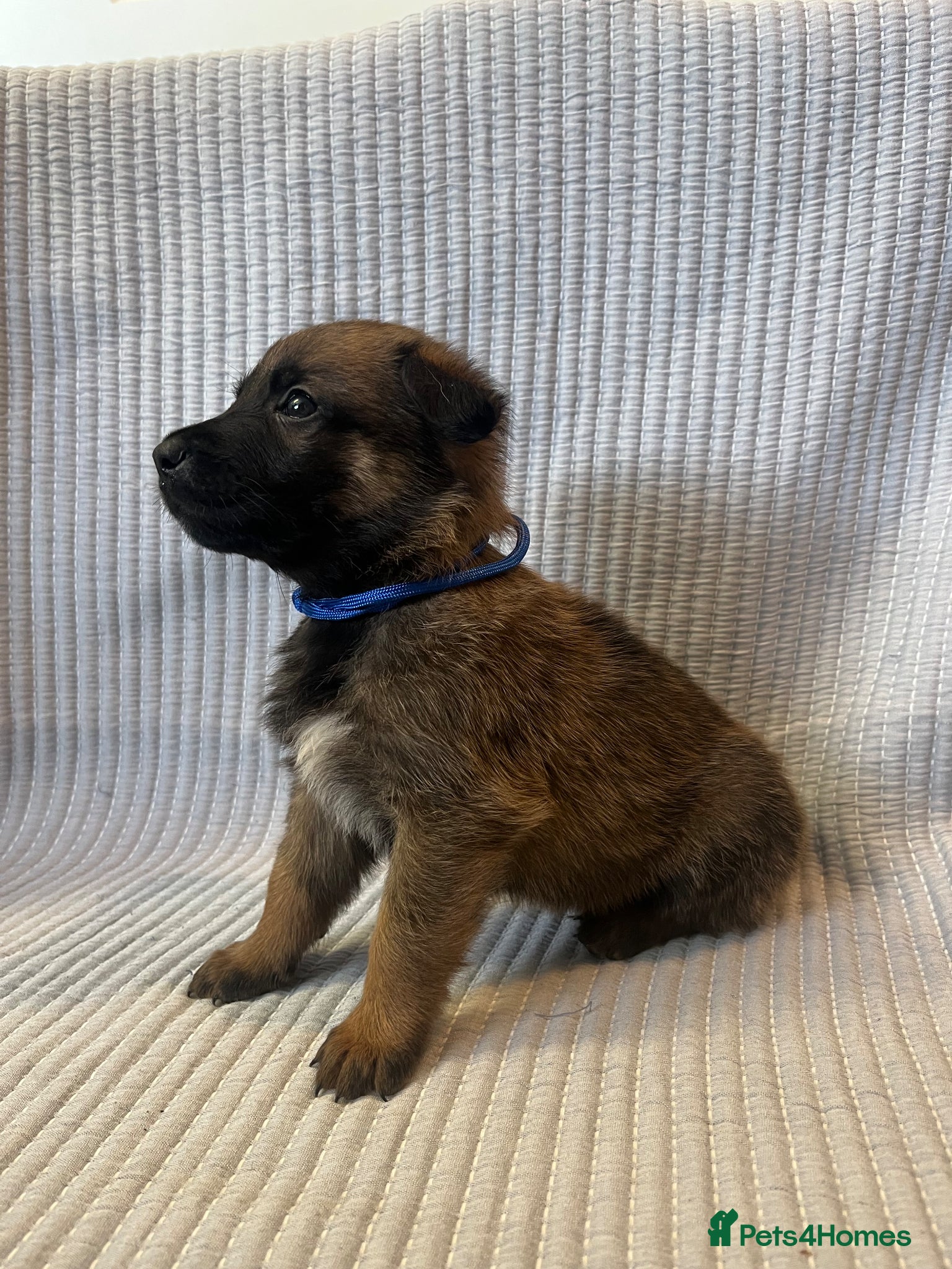 Mixed Breed dogs Belgian Malinois x German shepherd litter - Advert 14