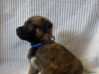 Mixed Breed dogs Belgian Malinois x German shepherd litter - Advert 1