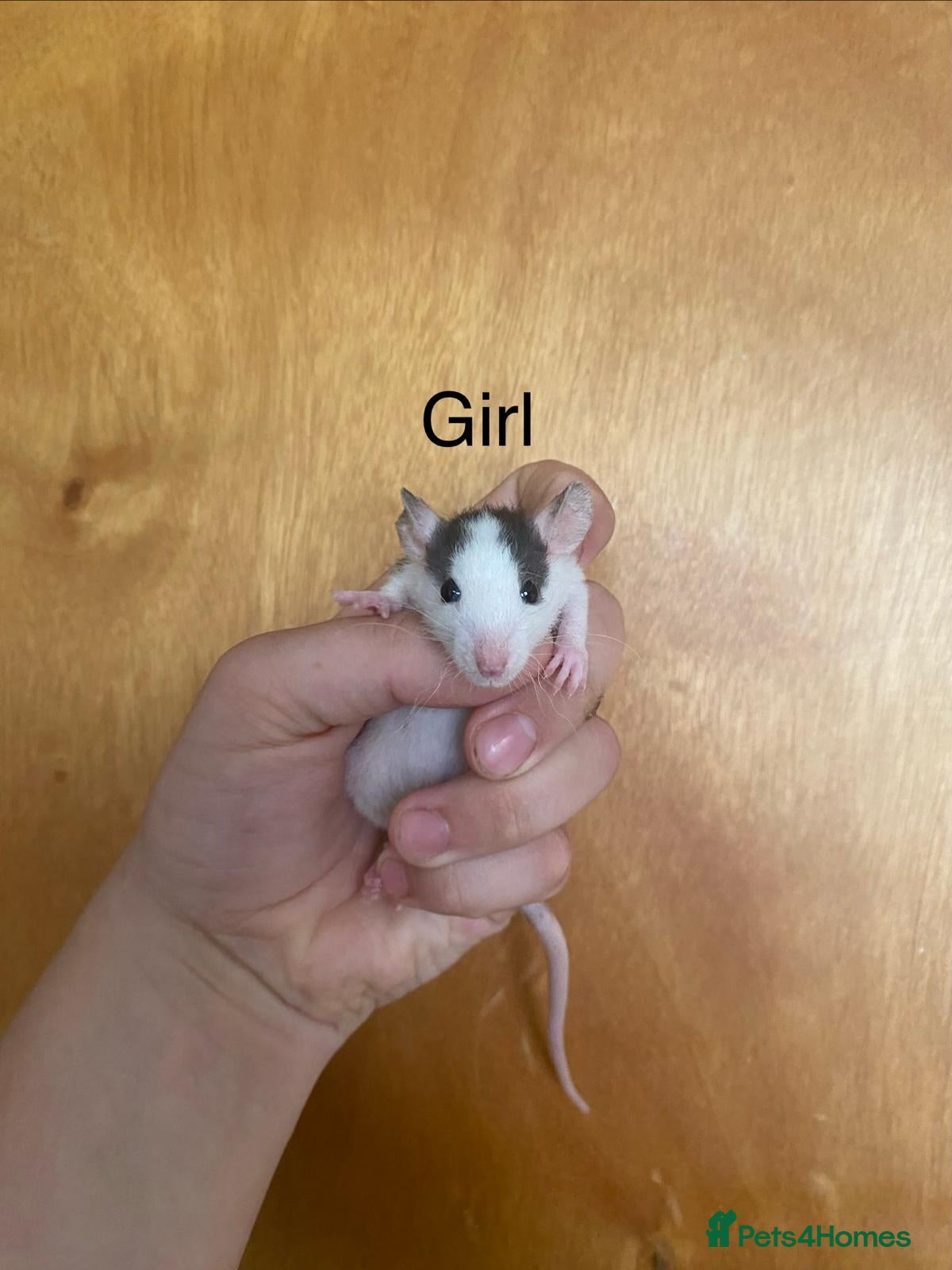 Rat rodents for sale: Mixed sexed baby rats in Chelmsford - Advert 29