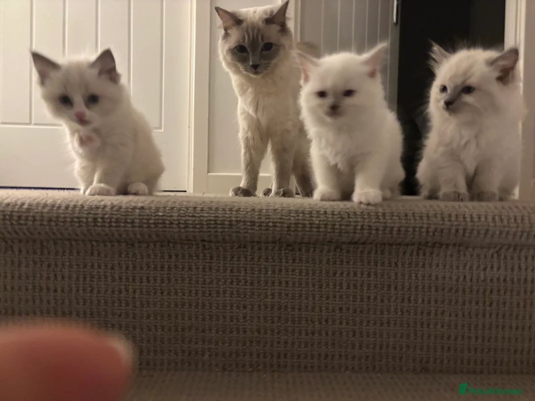 Ragdoll cats for sale: Ragdoll kitten  - Advert 3