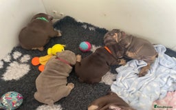 English Bulldog dogs for sale: Quality English bulldogs  - Image 3
