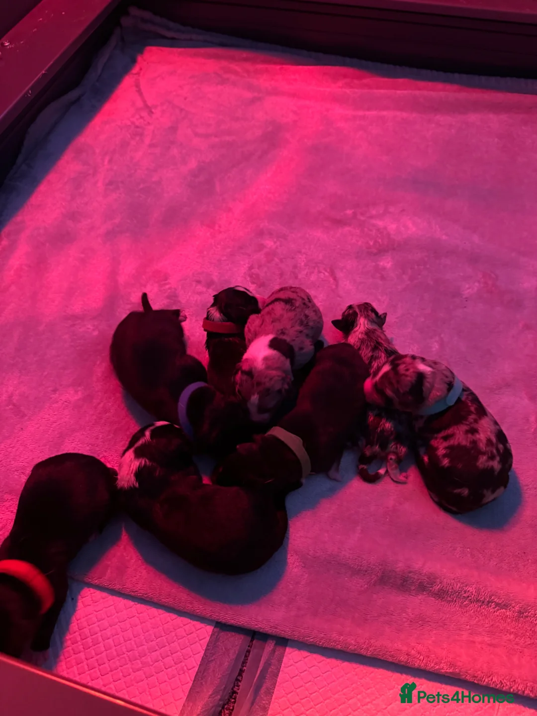 Border Collie dogs for sale: A litter of 8 puppies confirmed!  - Advert 9