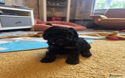 Cockapoo dogs for sale: Gorgeous F1B cockapoo  - Advert 8