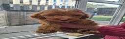 Cockapoo dogs for sale: ** BEAUTIFUL LITTER OF COCKAPOO PUPPIES ** - Advert 21