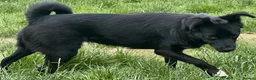 Border Collie dogs for sale: BONYA - Female Border Collie in West Malling - Advert 3