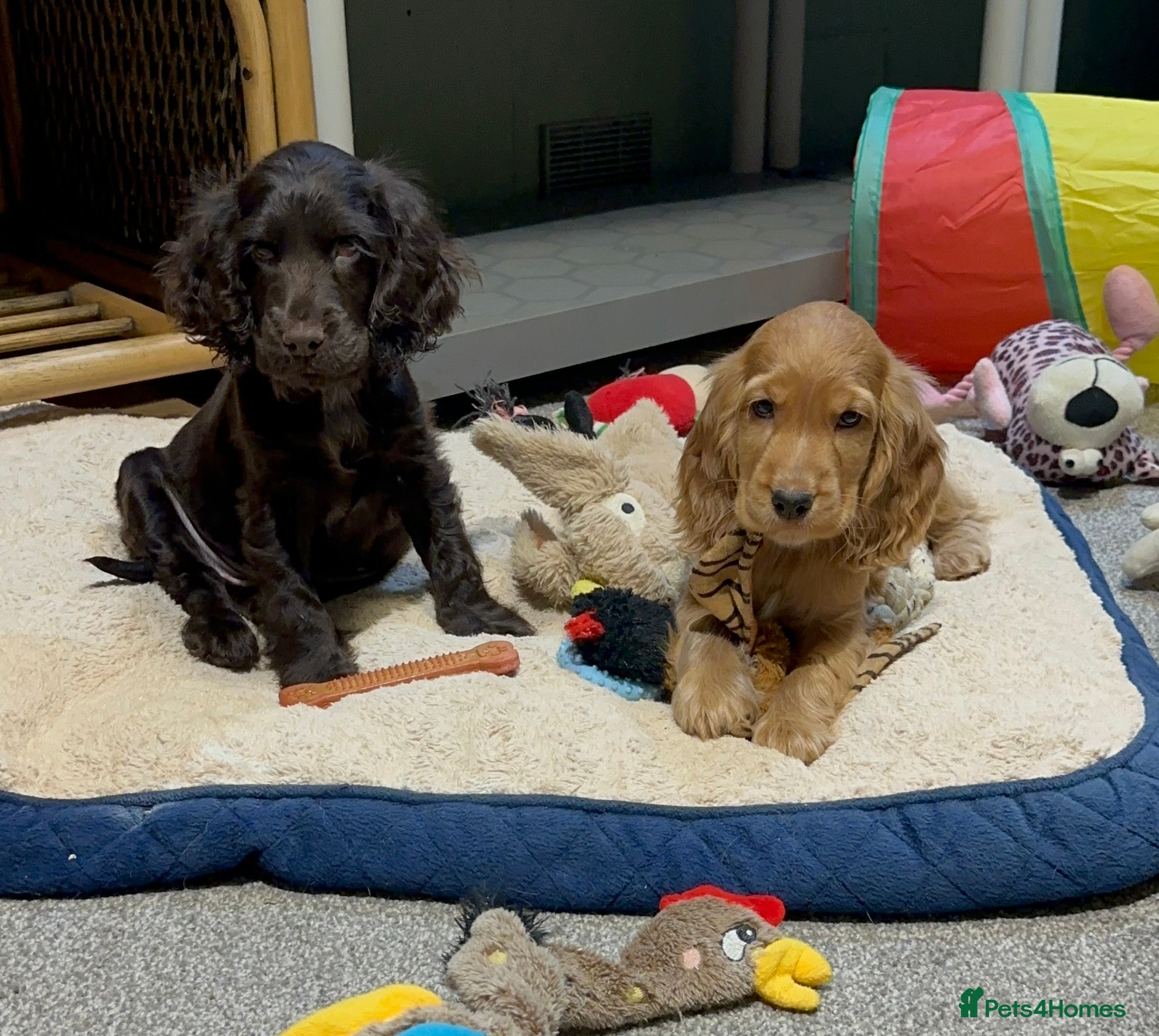 Cocker Spaniel dogs Beautiful show type chocolate girls - Advert 9