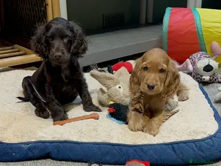 Cocker Spaniel dogs Beautiful show type chocolate girls - Advert 9
