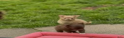 Chihuahua dogs for sale: Chihuahua puppies  - Advert 7