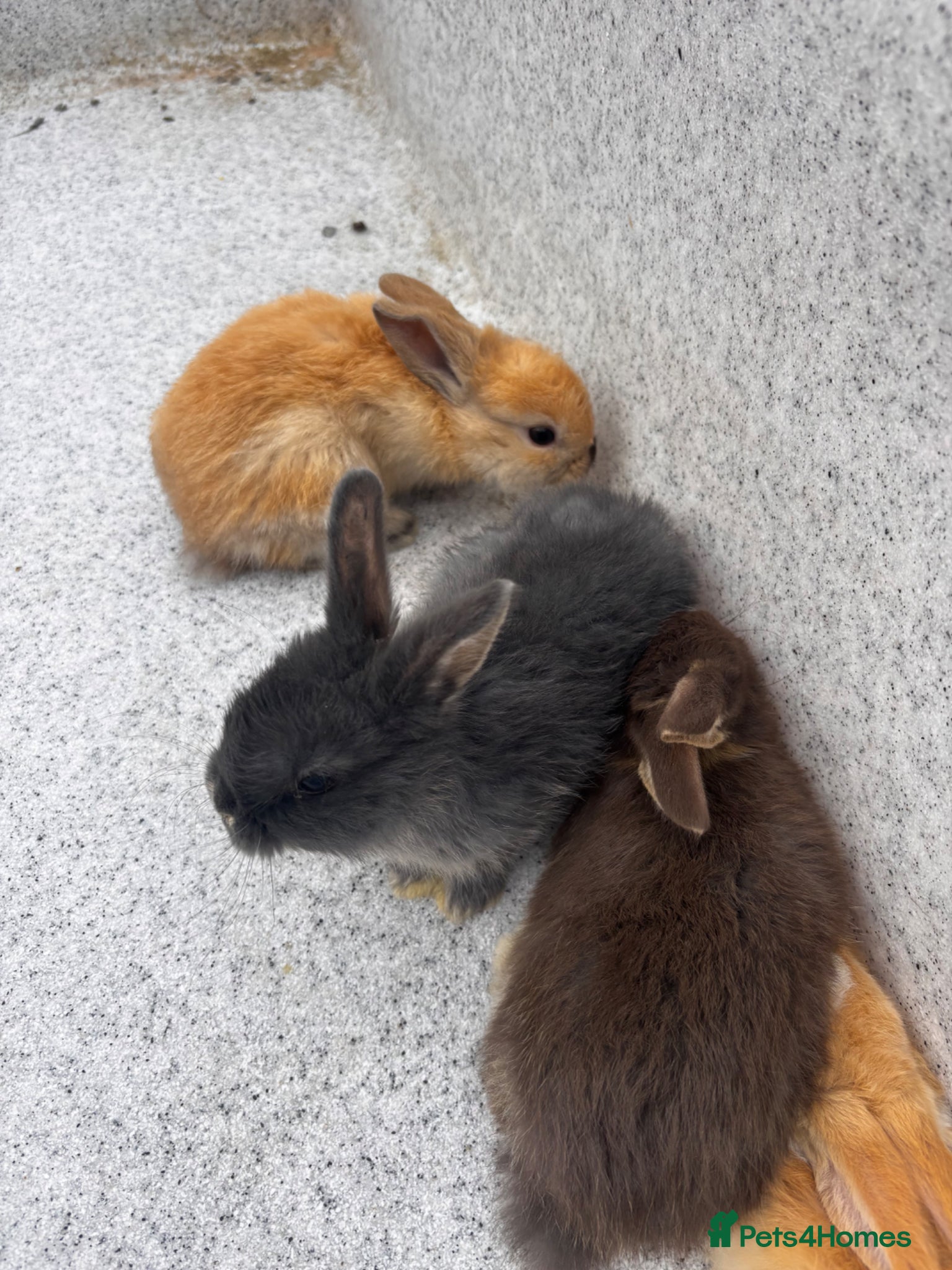 English Lop rabbits Beautiful rabbits  - Advert 14