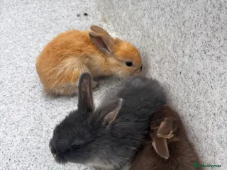 English Lop rabbits Beautiful rabbits - Advert 14