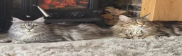 Maine Coon cats for sale: Tica registered  - Advert 9