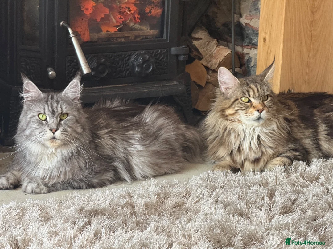 Maine Coon cats for sale: Tica registered  - Advert 9